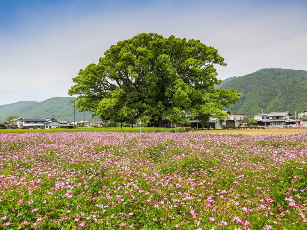東みよし町 花畑と大木の風景