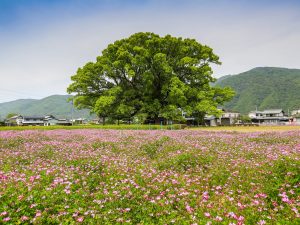 東みよし町 花畑と大木の風景