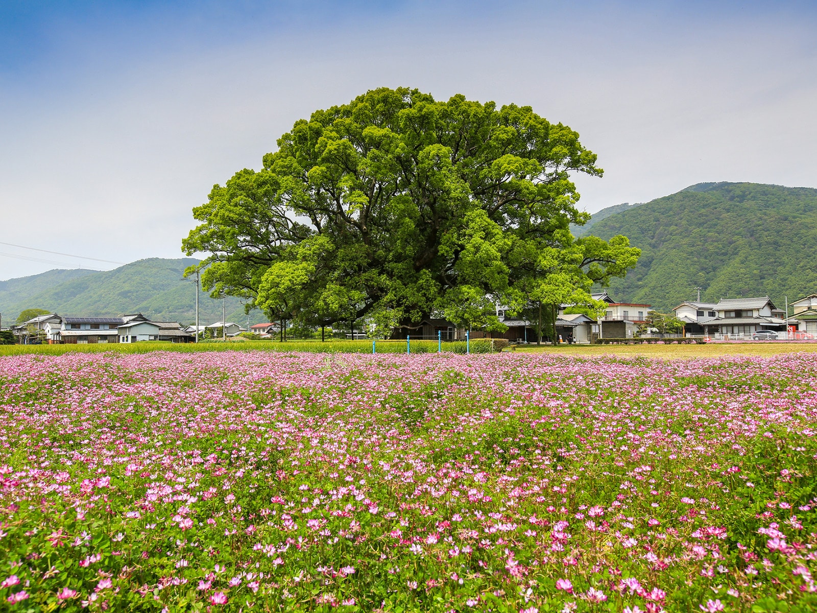 東みよし町 花畑と大木の風景