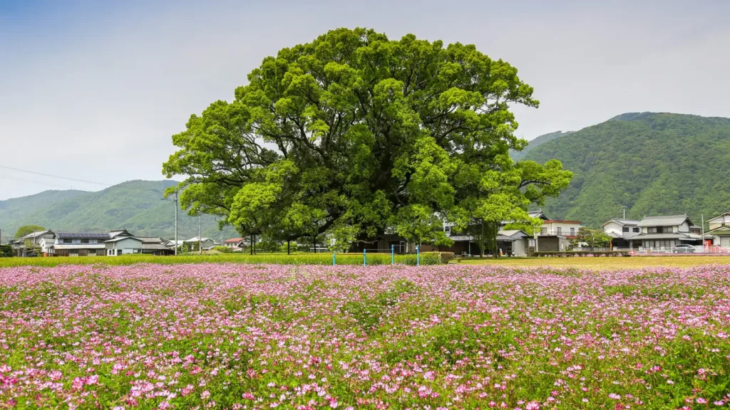 花畑と大木のある、みかもグループ公式サイトの地域風景