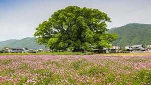 花畑と大木のある、みかもグループ公式サイトの地域風景