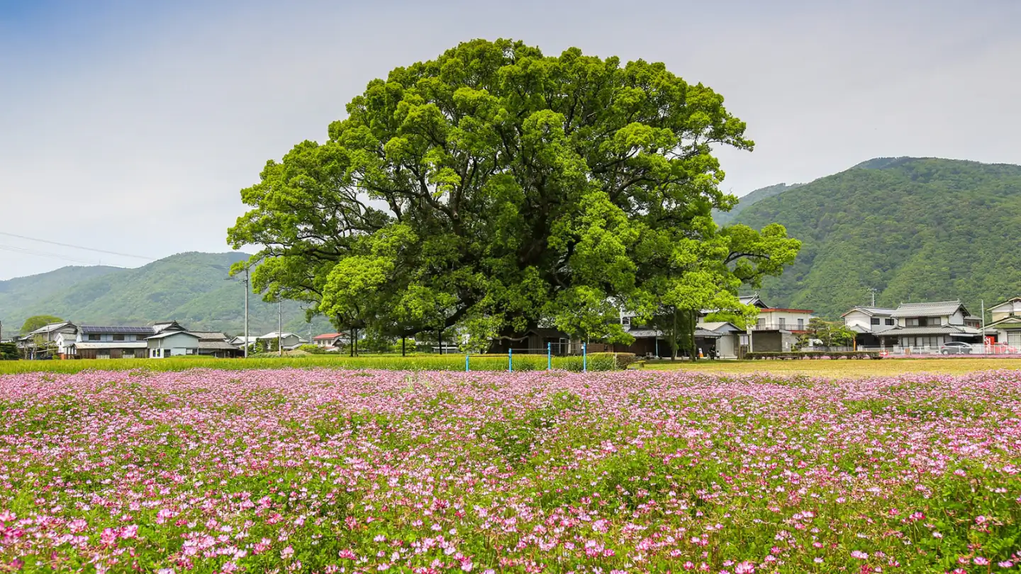 花畑と大木のある、みかもグループ公式サイトの地域風景